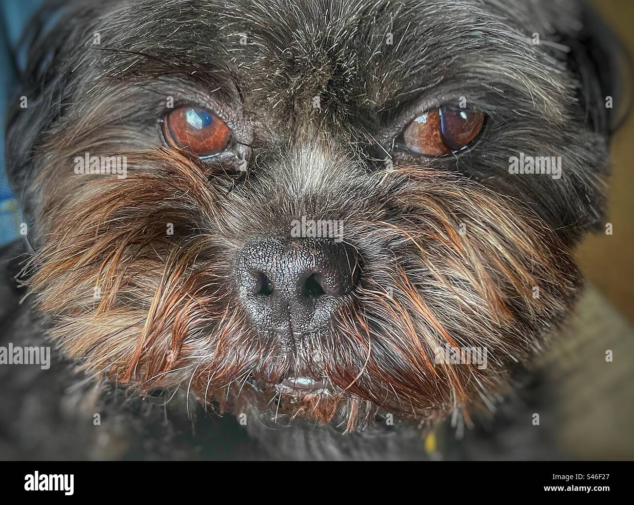 Lhasa Apso, der kleine Löwenhund Stockfoto