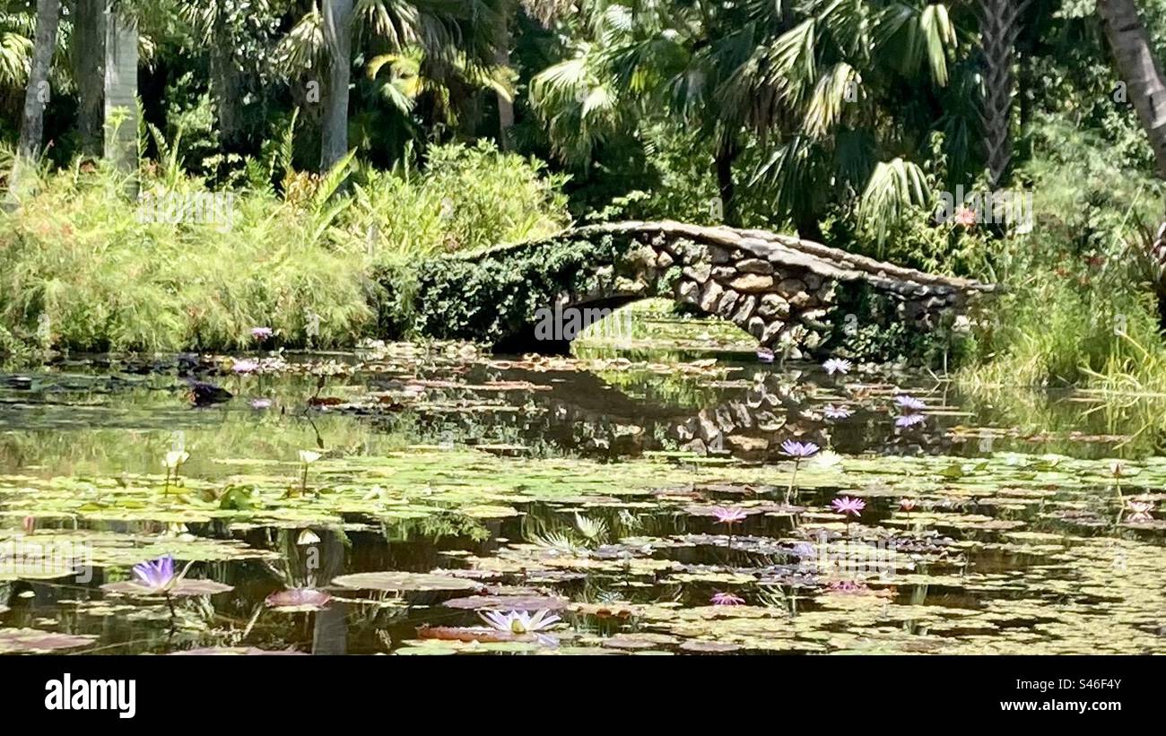 Eine malerische Steinbrücke über den mit Lilly bedeckten Teich mit Dschungel ähnlichen Bäumen dahinter Stockfoto