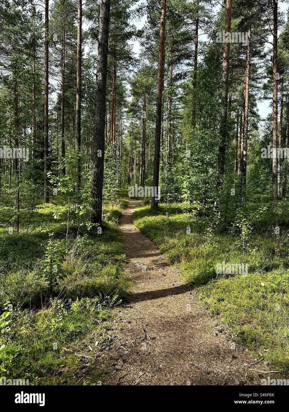 Pfad durch den Stadtparkwald in Oulu, Finnland - Smartphone-aufgenommenes Stockfoto