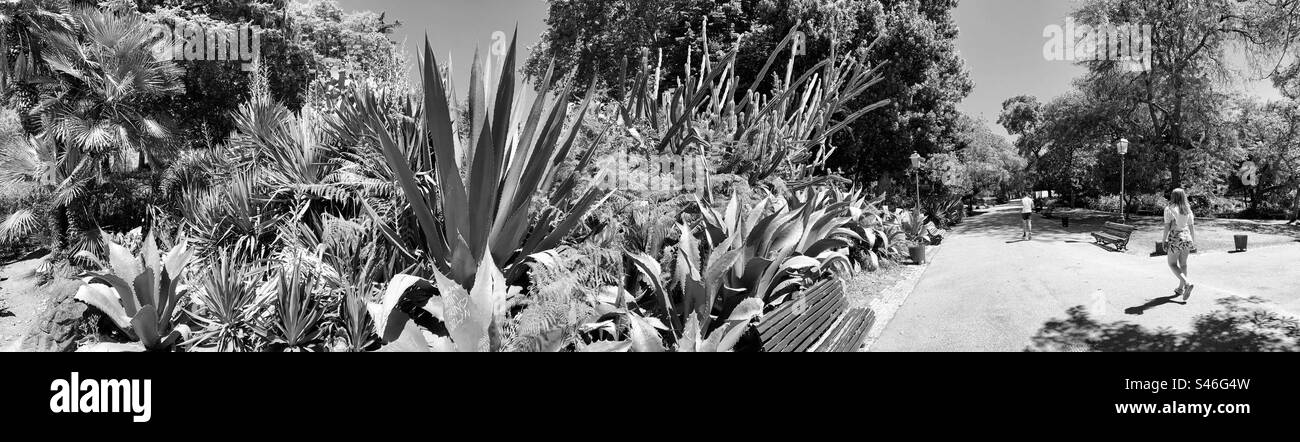 Jardim da Estrela Panoramablick (mit saftigen Pflanzen) in monochromatischem Ton, Lissabon, Garten in der Nähe der Basilika da Estrela Kirche. Stockfoto