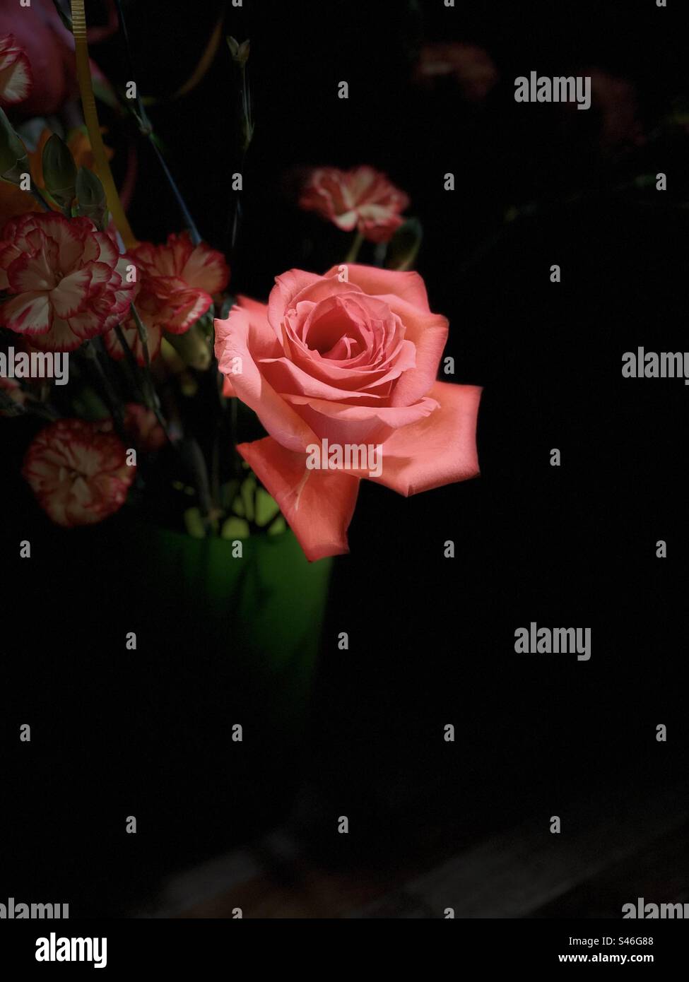Porträt Lachsfarbene Rose, lachsfarbene Nelken, Bühnenbeleuchtung, schwarzer Hintergrund Stockfoto