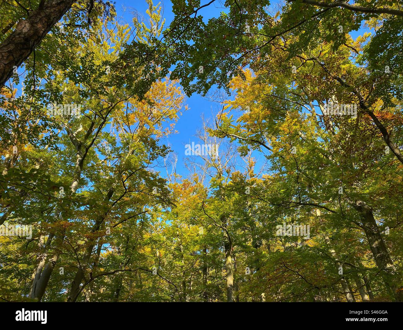 Baumwipfel mit blauem Himmel im Hintergrund in den Farben des frühen Herbstes in Karlsbad, Tschechische Republik. - Smartphone-aufgenommenes Stockfoto
