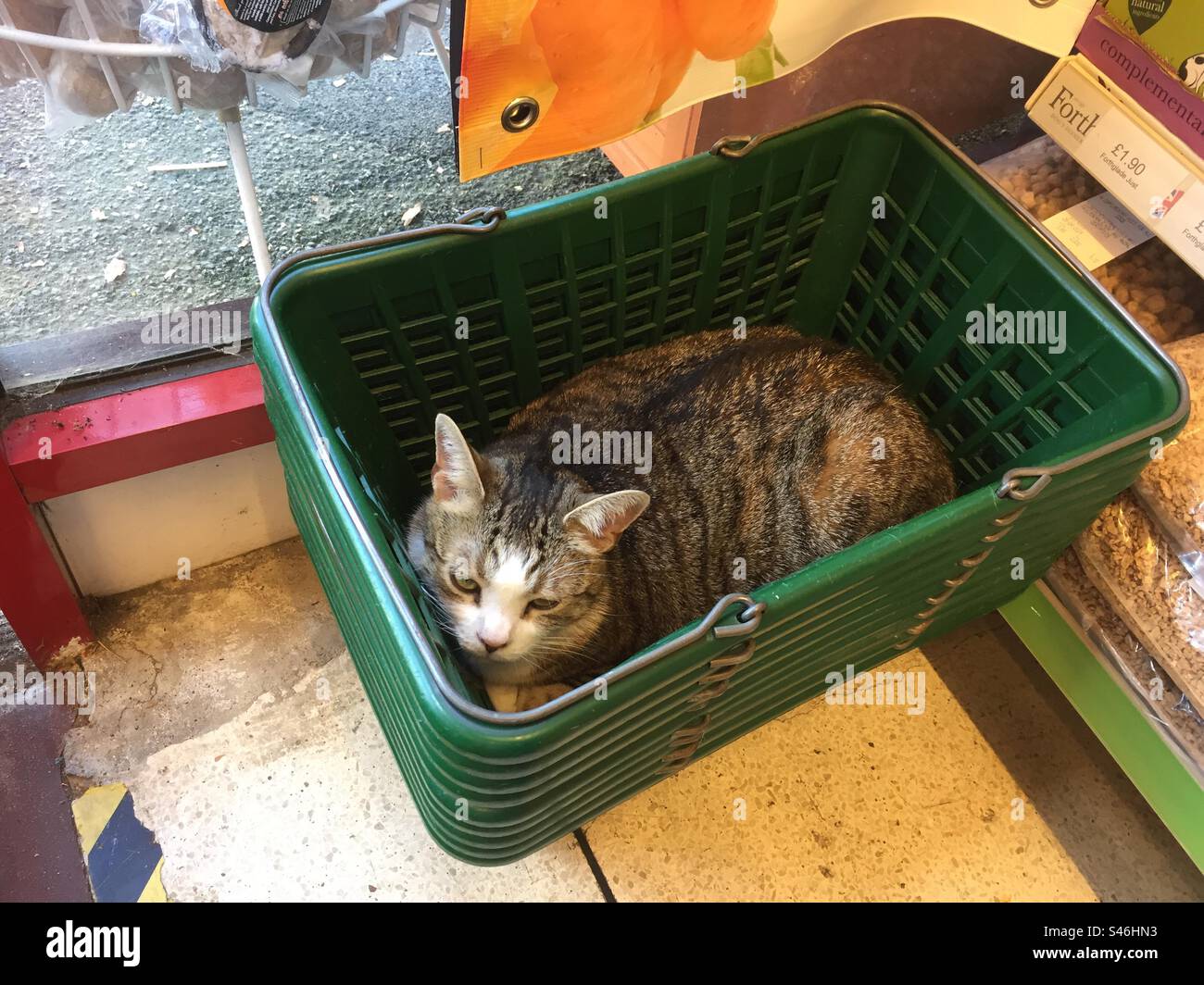 Katze in einem Einkaufskorb in einem Geschäft Stockfoto