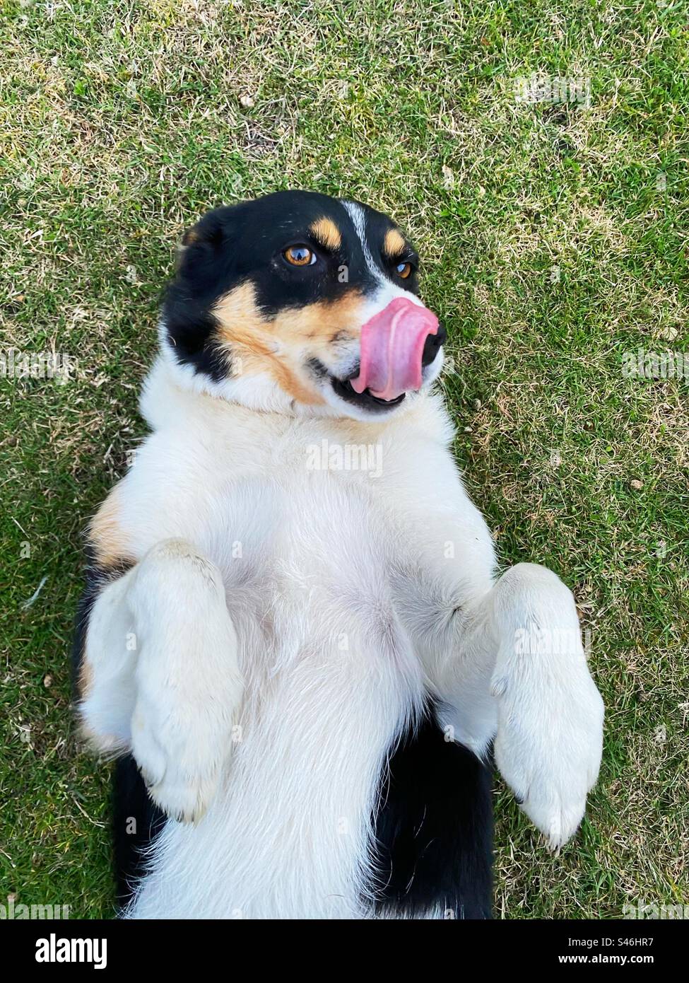 Collie liegt auf ihrem Rücken, und ihre Zunge leckt ihre Nase Stockfoto