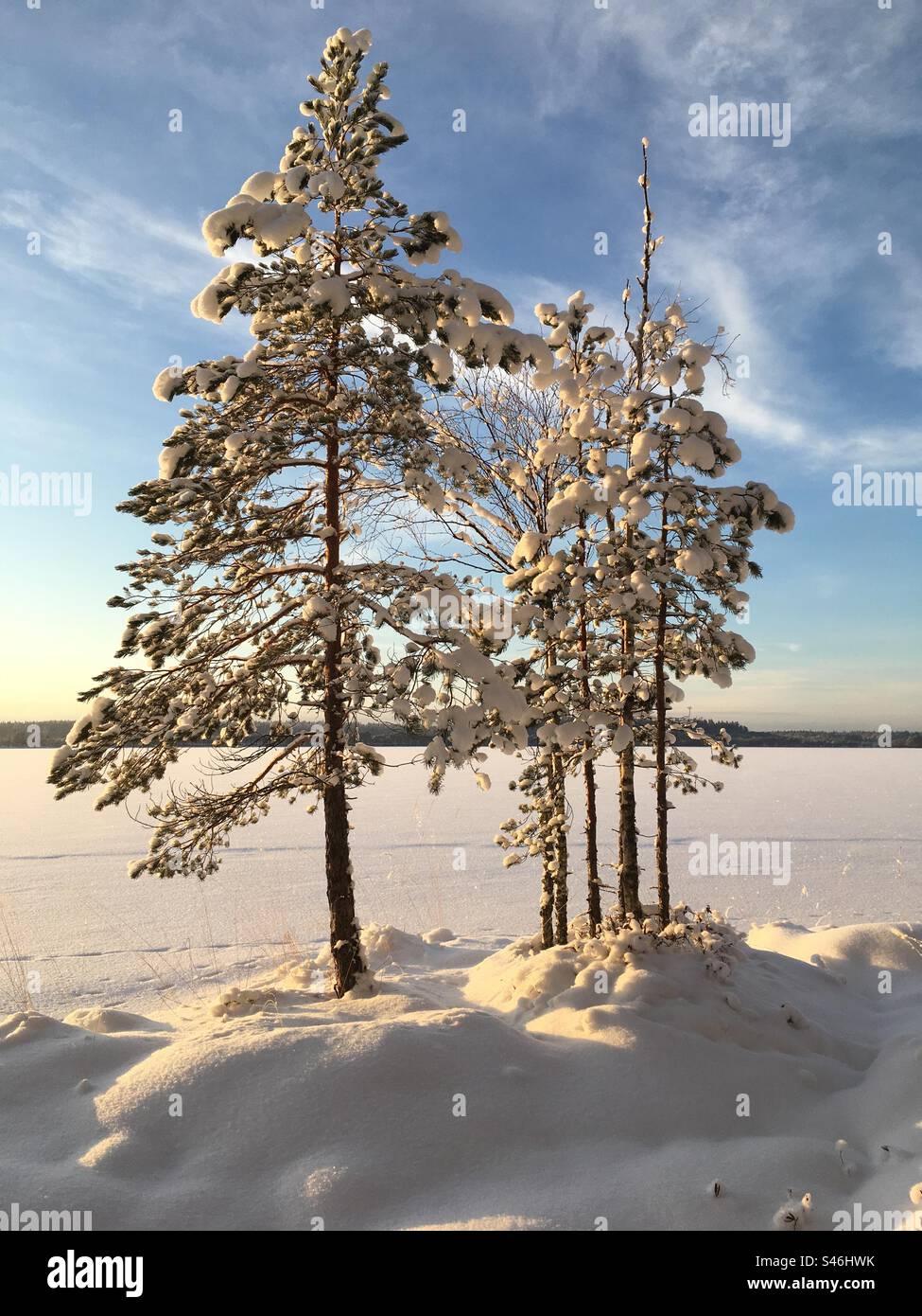 Pinien im Schnee an einem sonnigen Tag Stockfoto