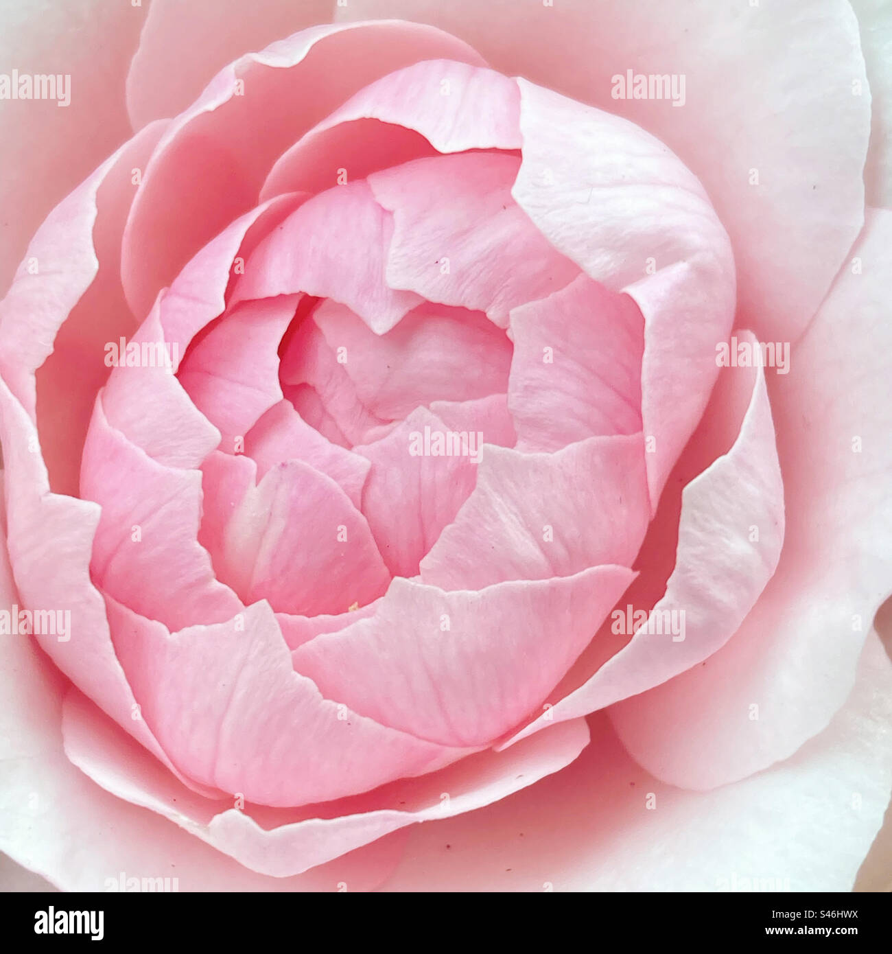 Perfekte rosa Rosenblüte Stockfoto