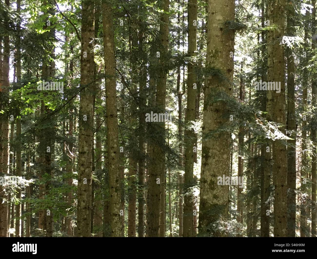 Wald im Naturpark Camaldoli. Foresta della Riserva naturale di Camaldoli Stockfoto