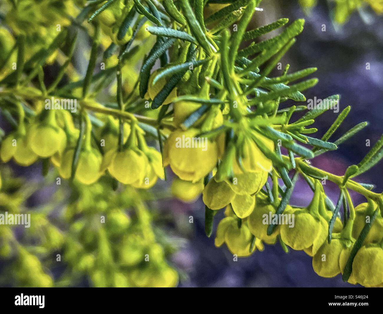 Nahaufnahme kleiner, gelber, glockenförmiger, duftender Blüten von Boronia megastigma lutea oder gelber Boronia, einem einheimischen Strauch Australiens. Duft im Frühling. Australische einheimische Flora. - Smartphone-aufgenommenes Stockfoto