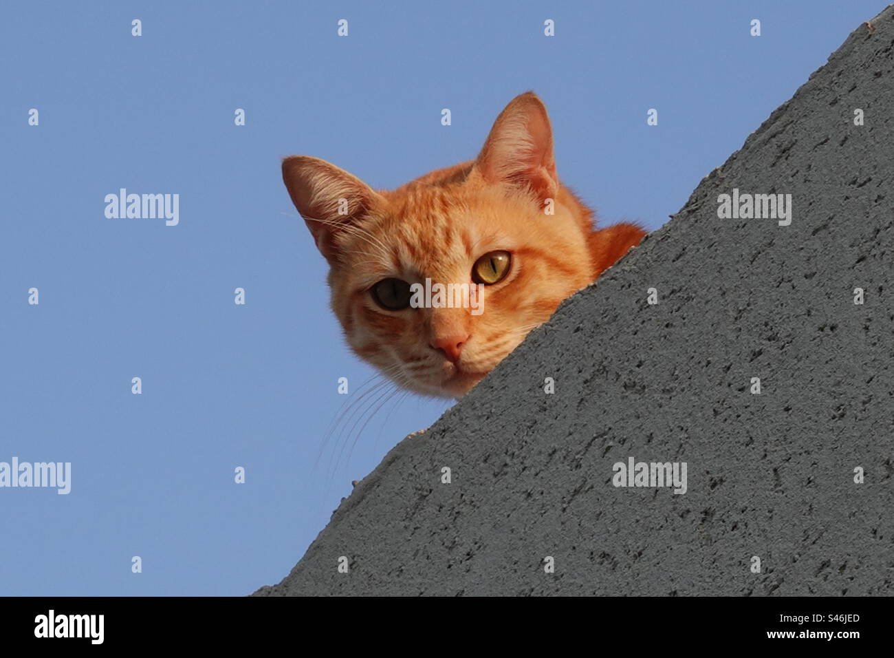 Kopf einer katze Fotos und Bildmaterial in hoher Auflösung Alamy