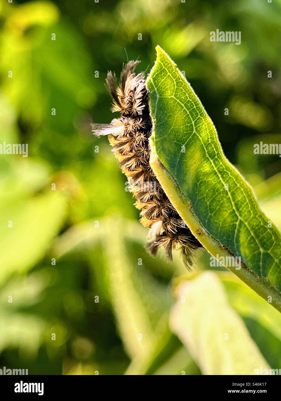 Milkweed-Tigermotte, späte Instarphase, ein Blatt fressend Stockfoto