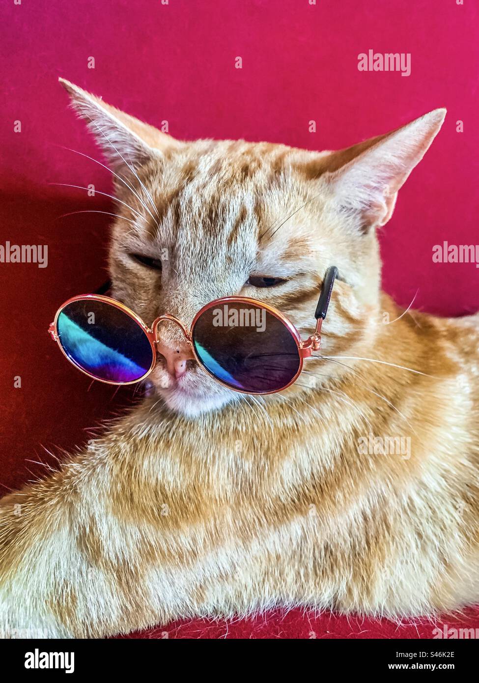 Ingwerkatze in gespiegelten Tönen vor rotem Hintergrund Stockfoto