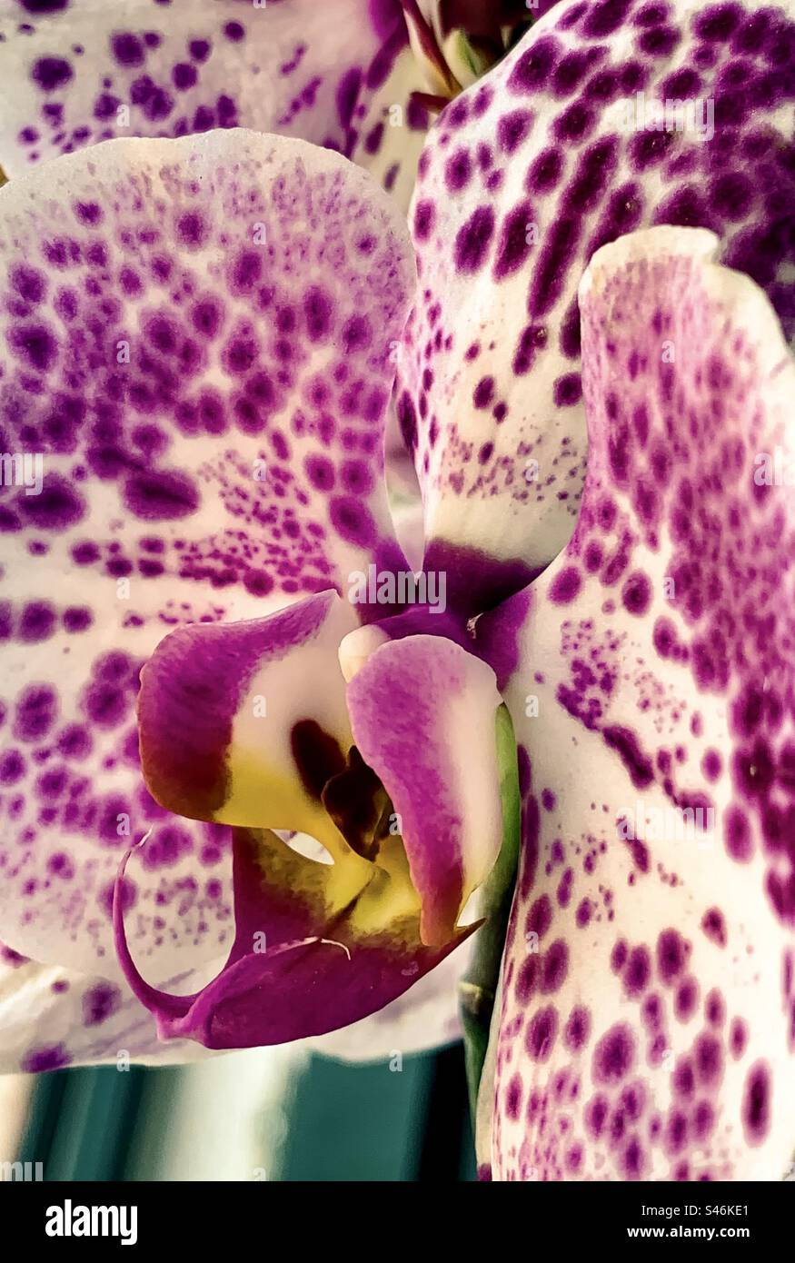 Aphrodite-phalaenopsis-Orchidee - Smartphone-aufgenommenes Stockfoto