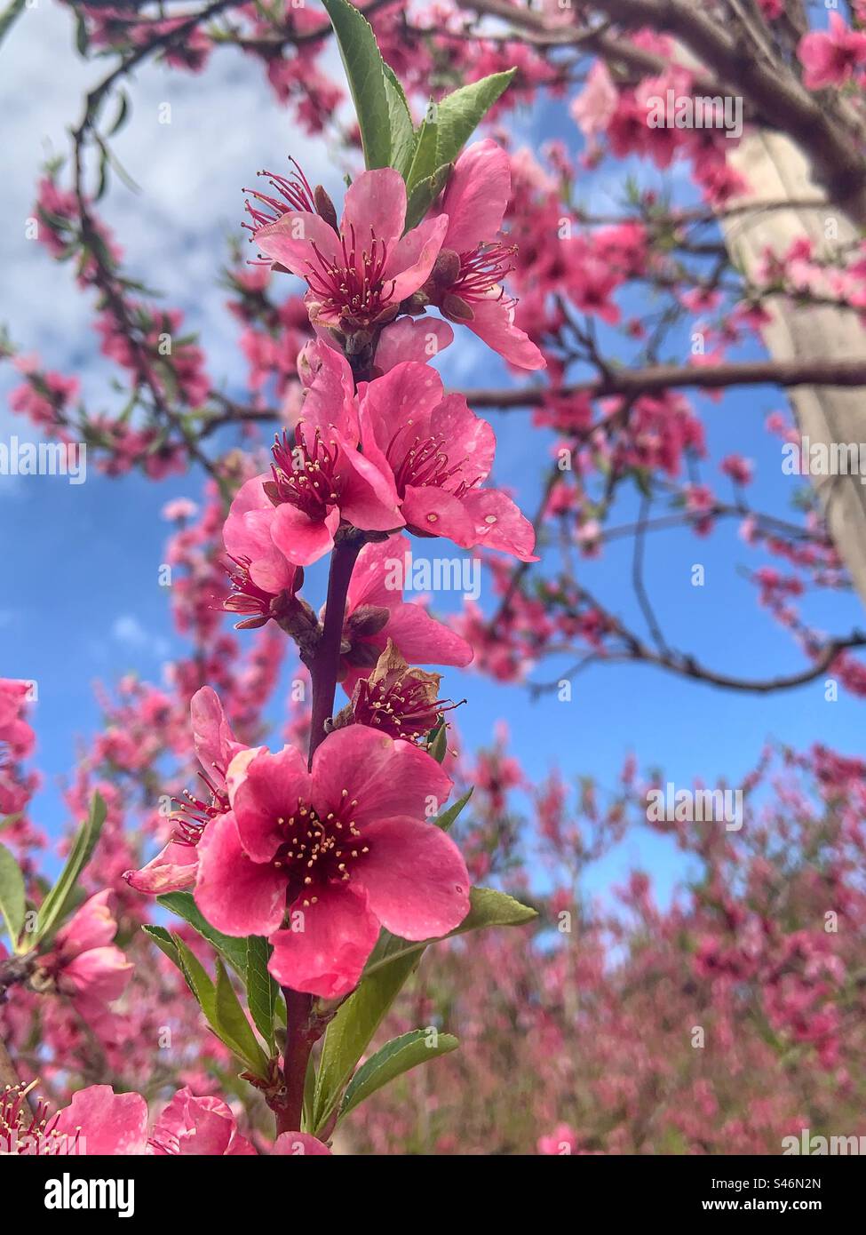 Pfirsichbaum blühen - Smartphone-aufgenommenes Stockfoto