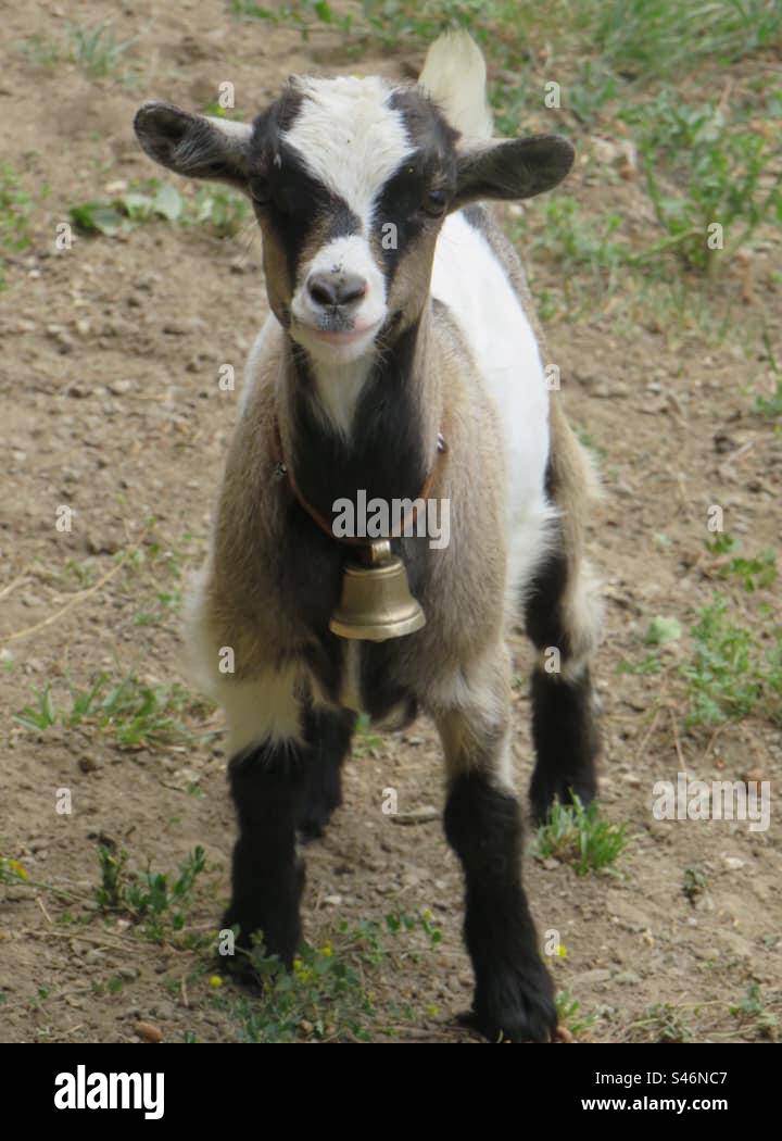 Zicklein - Smartphone-aufgenommenes Stockfoto