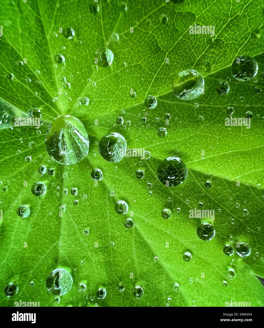 Wassertropfen auf Blatt Stockfoto