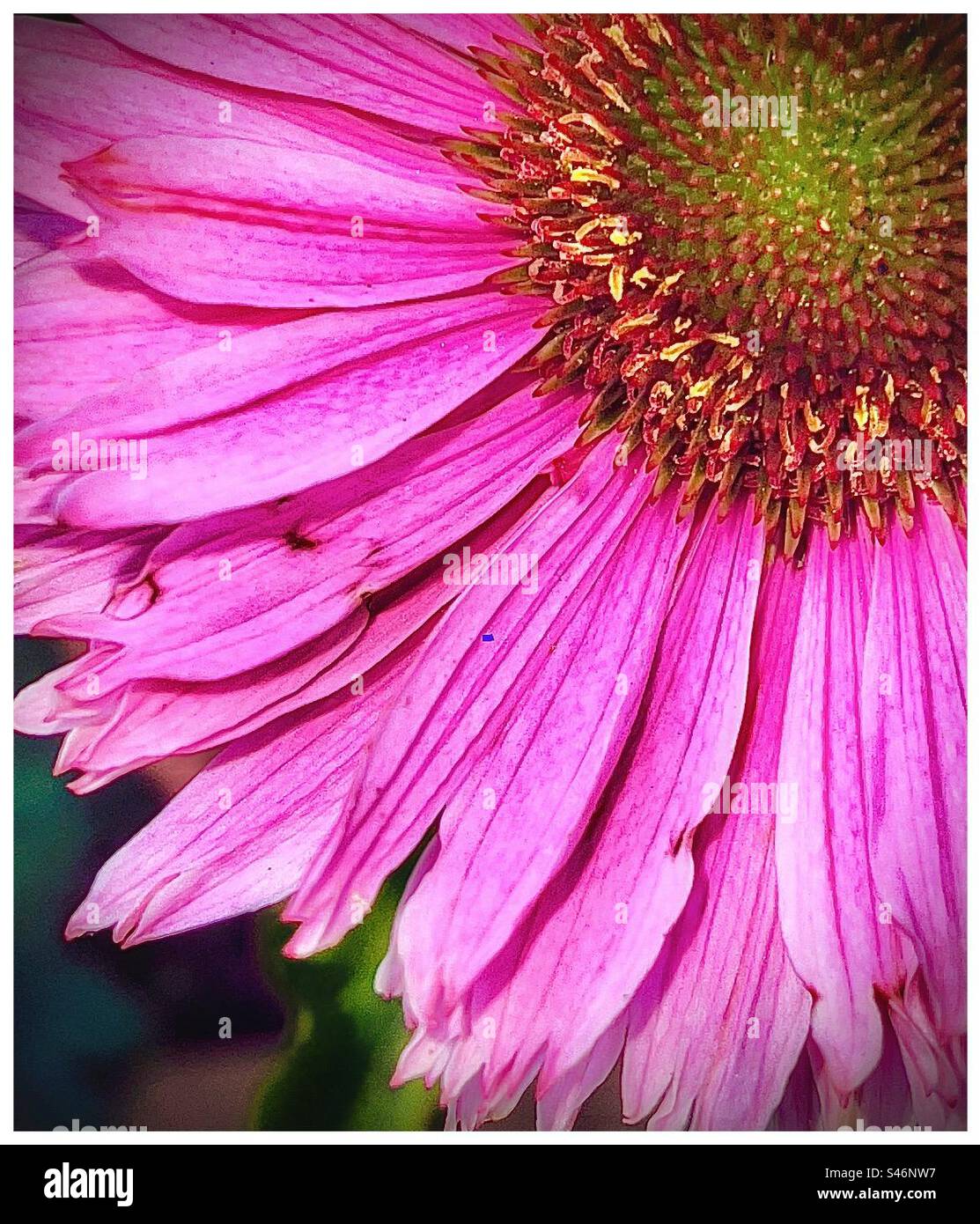 Violetter Echinacea. - Smartphone-aufgenommenes Stockfoto