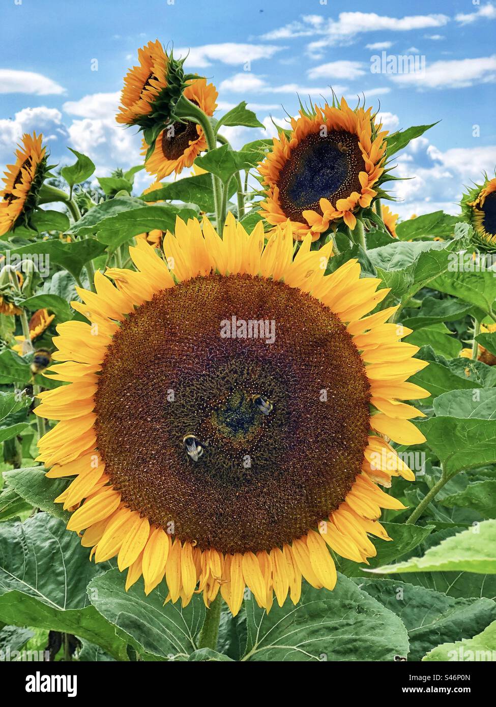 Sonnenblumen und Hummeln in einem Hampshire Field, Großbritannien Stockfoto
