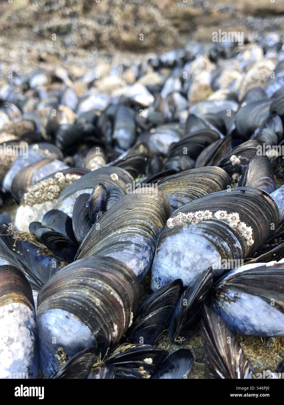 Muscheln Stockfoto