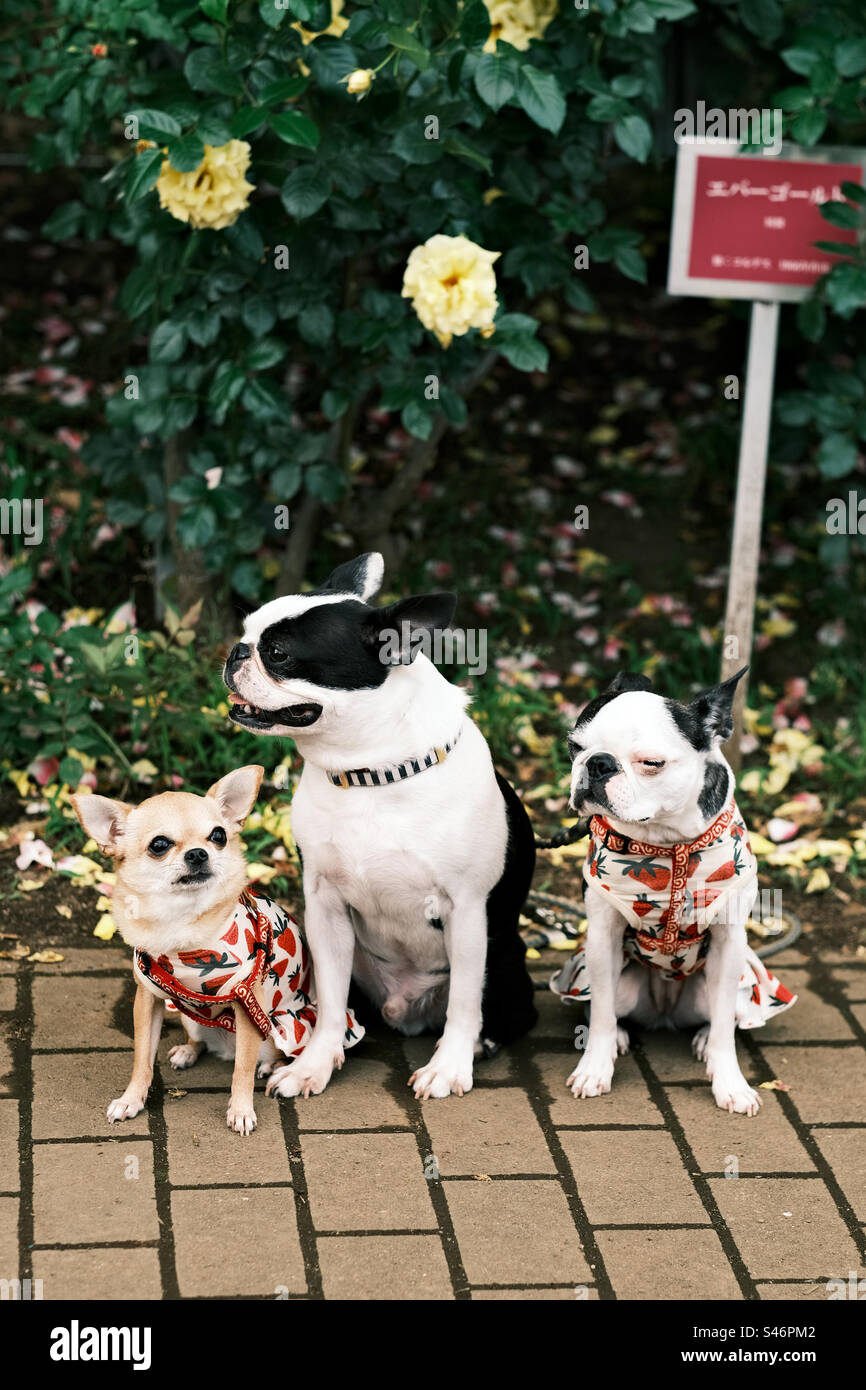 Ein chihuahua, ein schwarz-weißer Bulldog und ein boston Terrier warten darauf, dass der Besitzer abholt Stockfoto