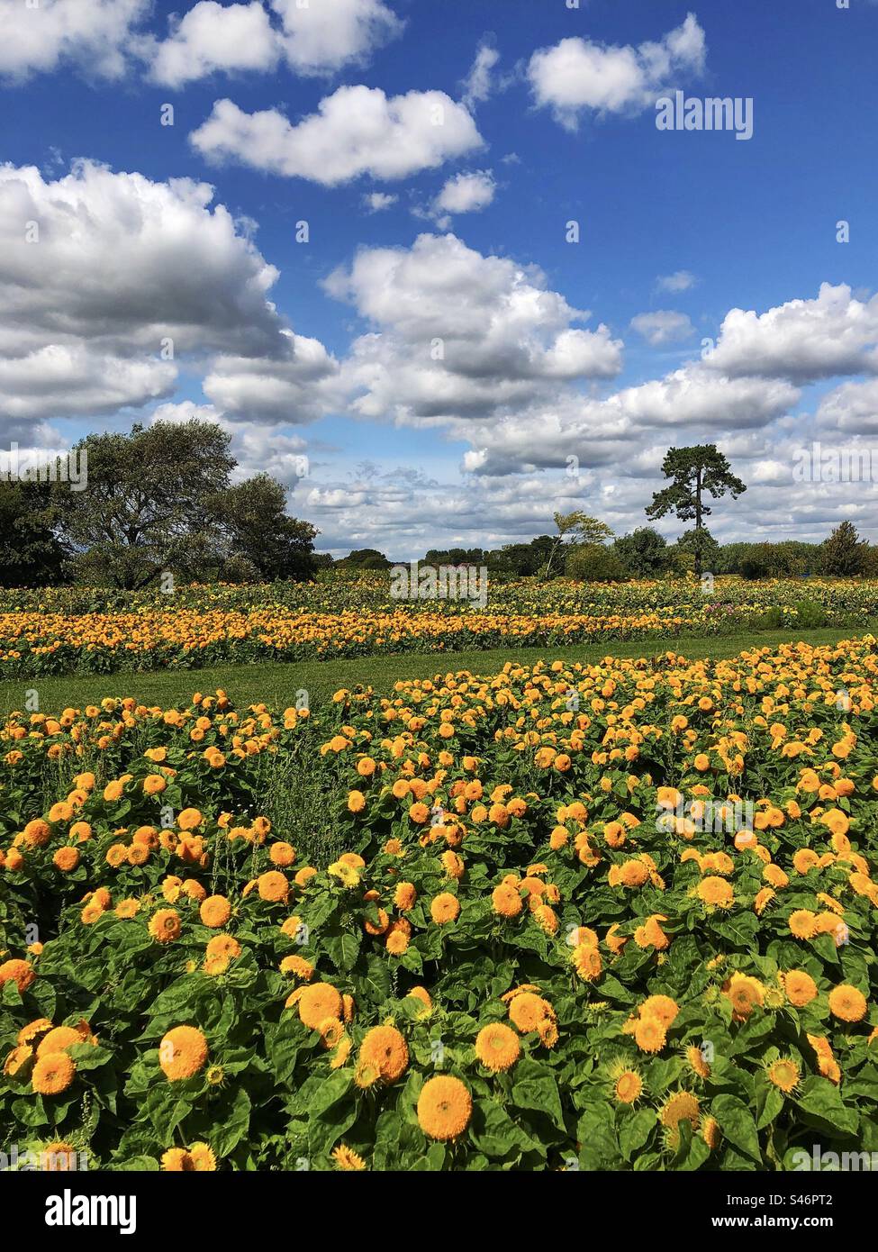 Sonnenblumen Orange Sun Double wächst in einem Hampshire-Feld Stockfoto