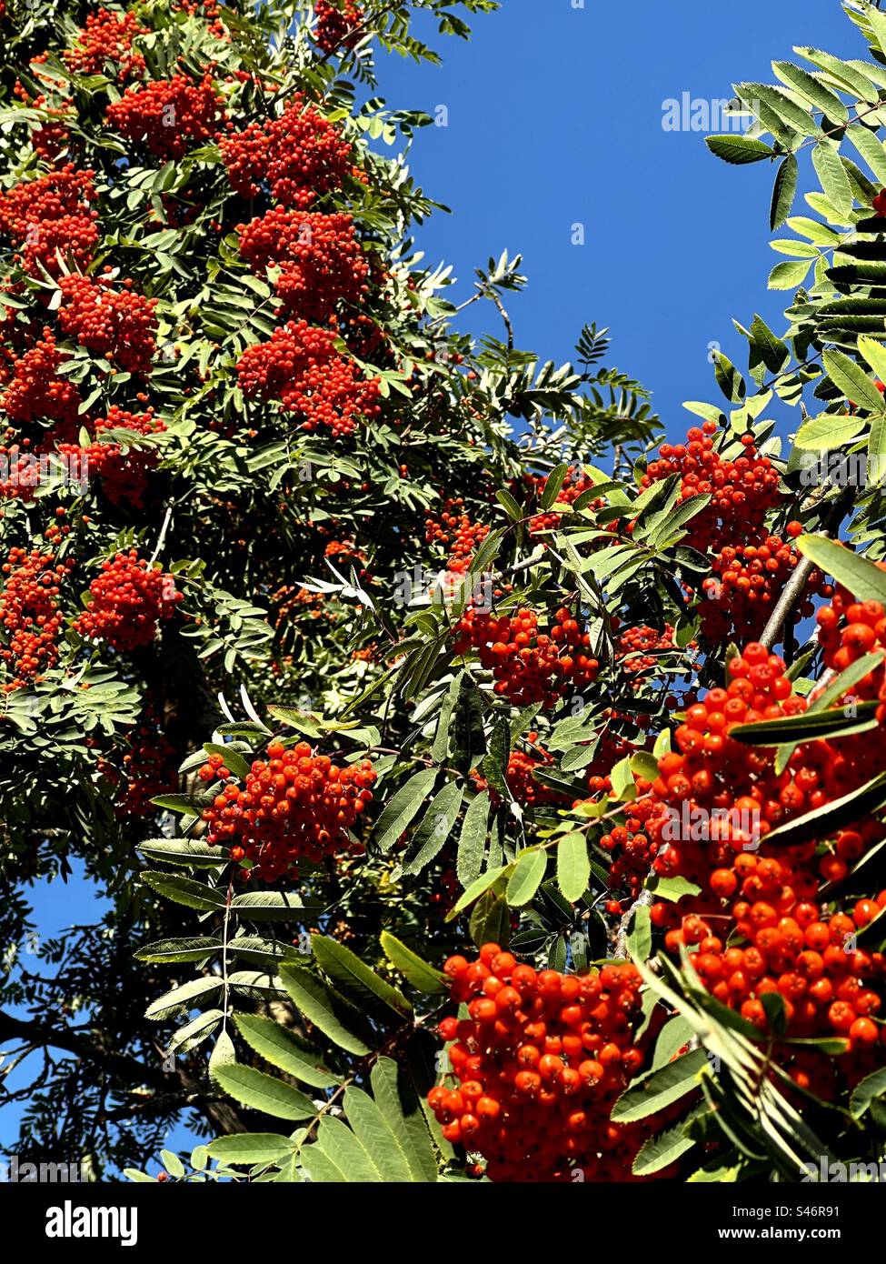 Vogelbeeren Baum - Smartphone-aufgenommenes Stockfoto