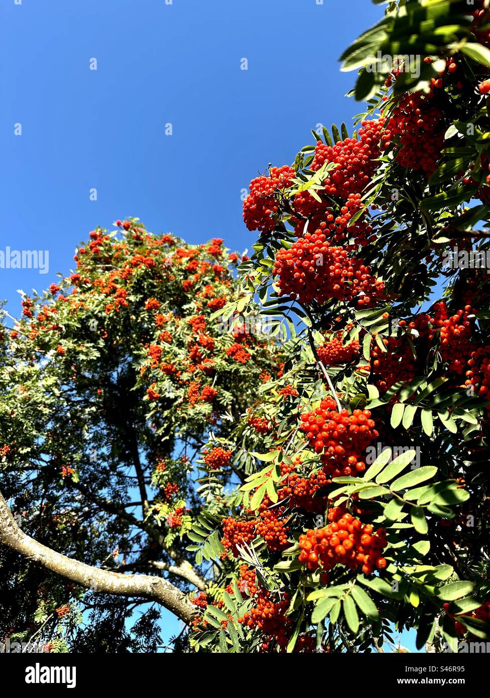 Vogelbeeren Baum - Smartphone-aufgenommenes Stockfoto