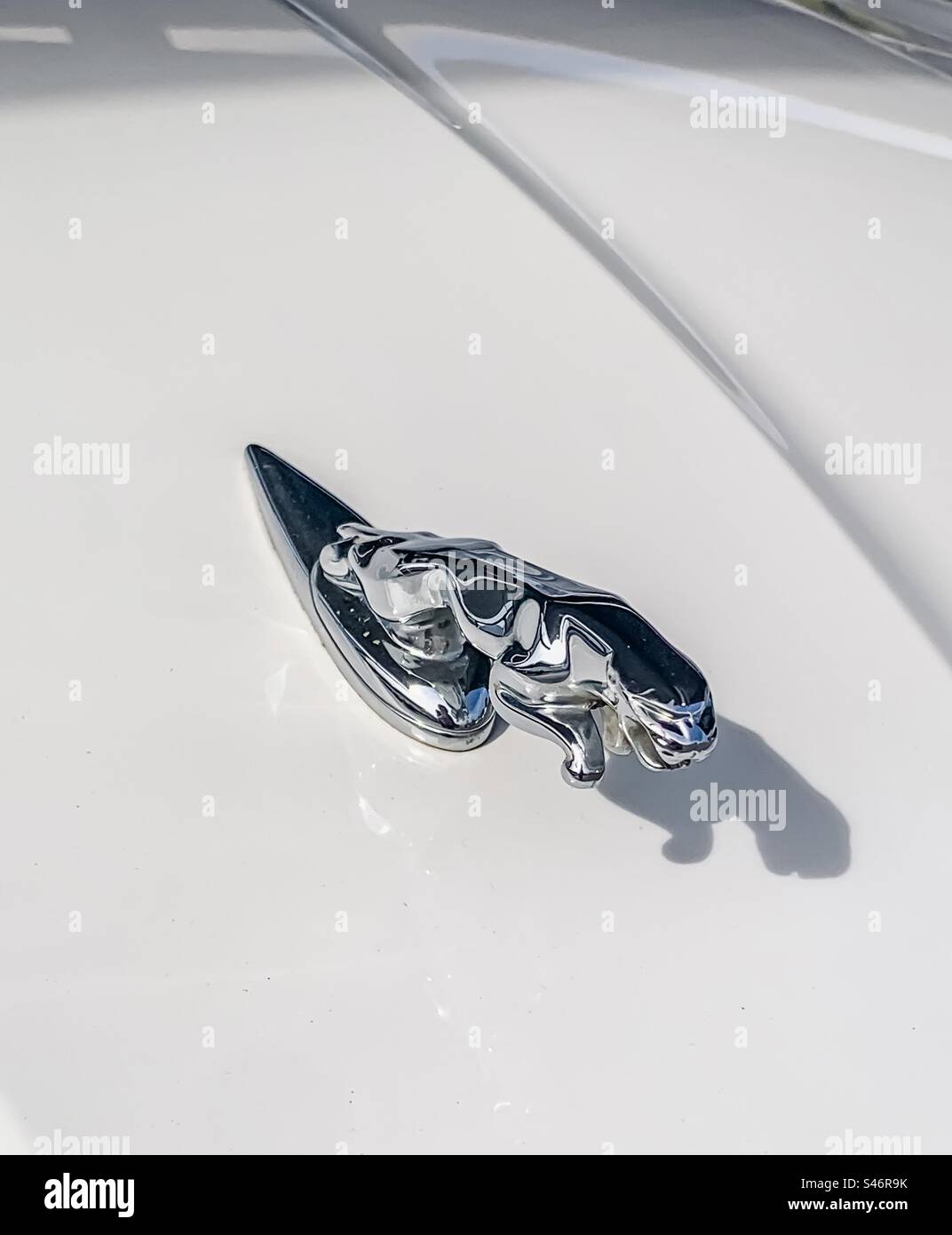 Jaguar Maskottchen auf weißer Motorhaube - Smartphone-aufgenommenes Stockfoto