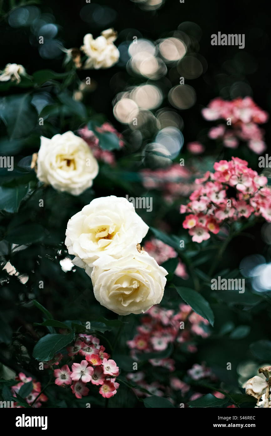 Weiße Rose und Rose rosa mozart Stockfoto