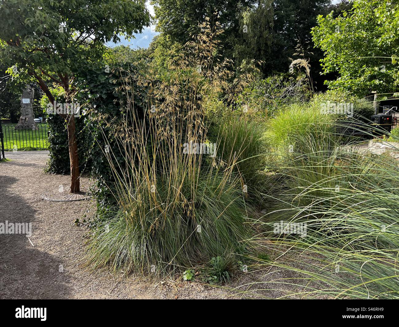 Hohe Gräser in einem sensorischen Garten Stockfoto