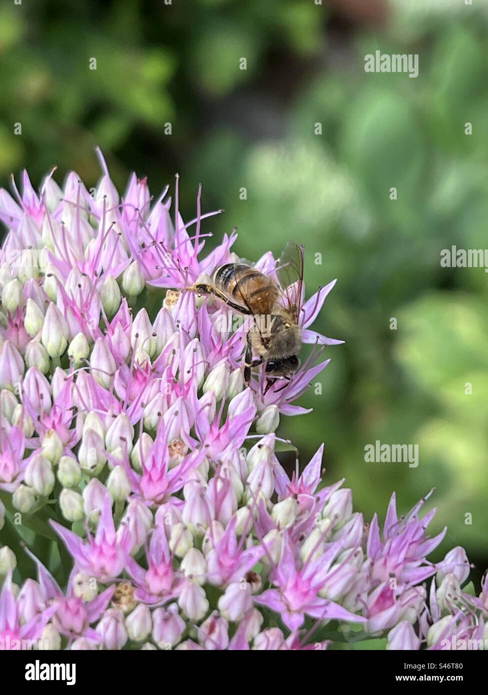 Honigbiene, die Nektar von einer Blume in Surrey, Vereinigtes Königreich sammelt Stockfoto
