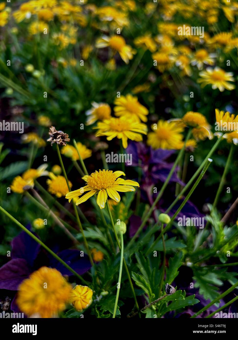 Hallo Blumen Stockfoto