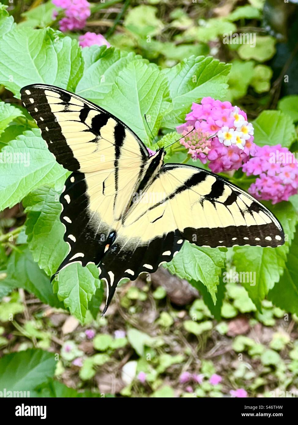 Gewöhnlicher Schwalbenschwanz-Schmetterling Stockfoto