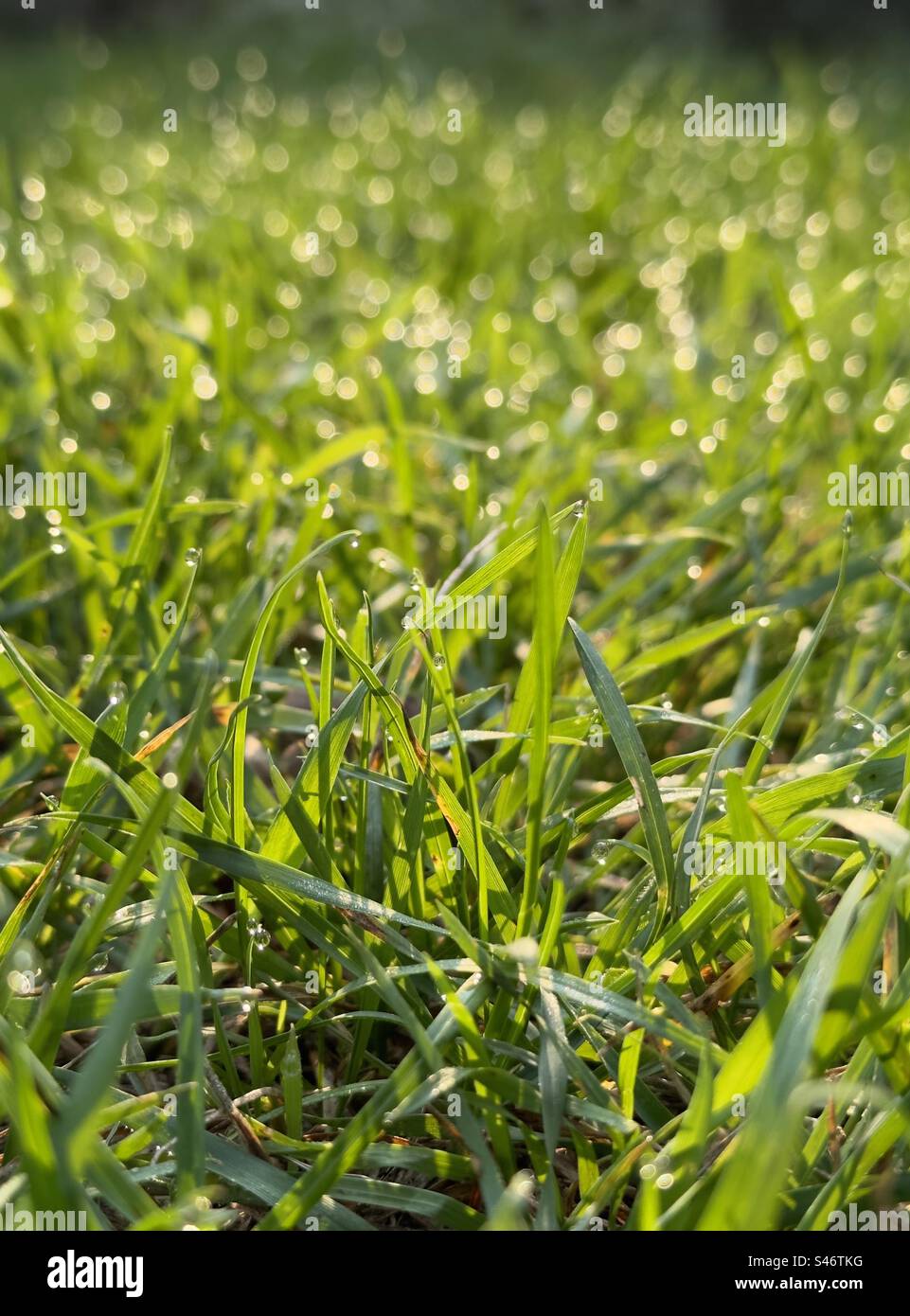 Tau auf Gras im Morgenlicht Stockfoto