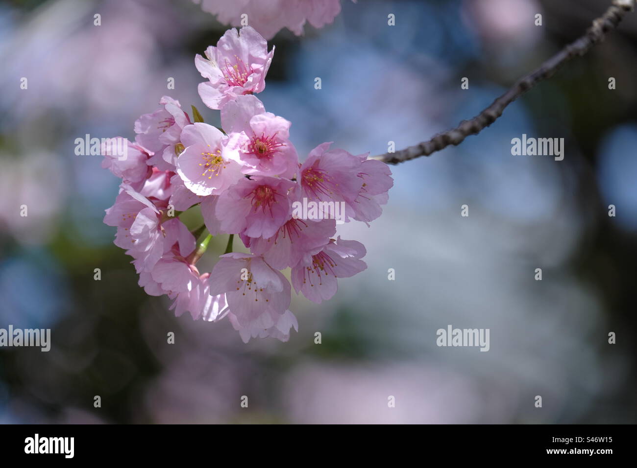 Wunderschöne rosa Sakura-Blüten in Blüte Stockfoto