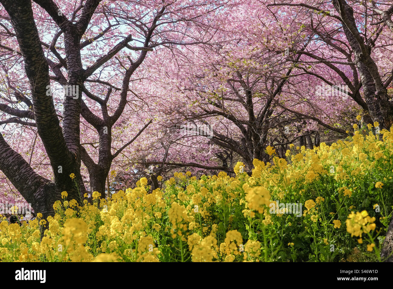 Atemberaubende Szene mit rosa Sakura und gelben Blumen Stockfoto