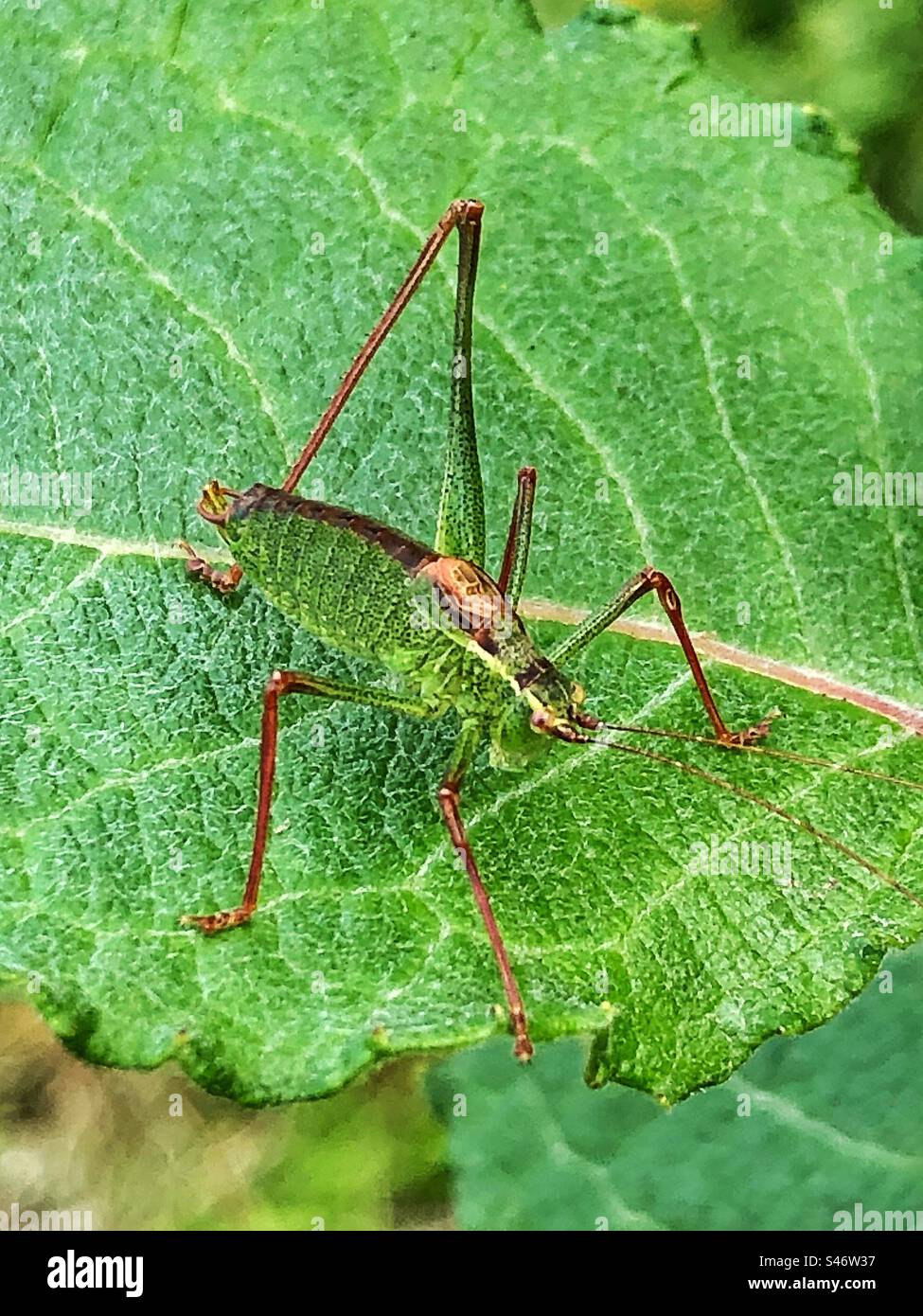 Speckled Bush-Cricket (Leptophyes punctatissima) Lage: Lakeside Country Park Eastleigh Hampshire Vereinigtes Königreich Stockfoto