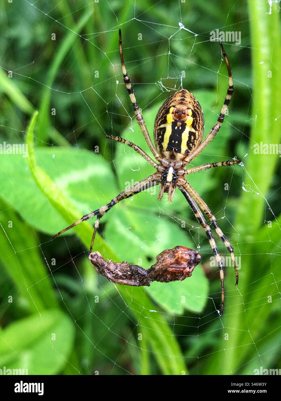 Wespenspinne (Argiope bruennichi) weiblich, unter Sicht mit gewickelter Beute. Lakeside Country Park, Eastleigh, Hampshire, Großbritannien - Smartphone-aufgenommenes Stockfoto