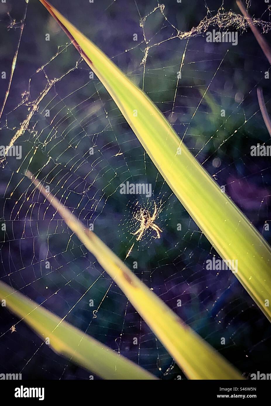 Spinne im Netz - Smartphone-aufgenommenes Stockfoto