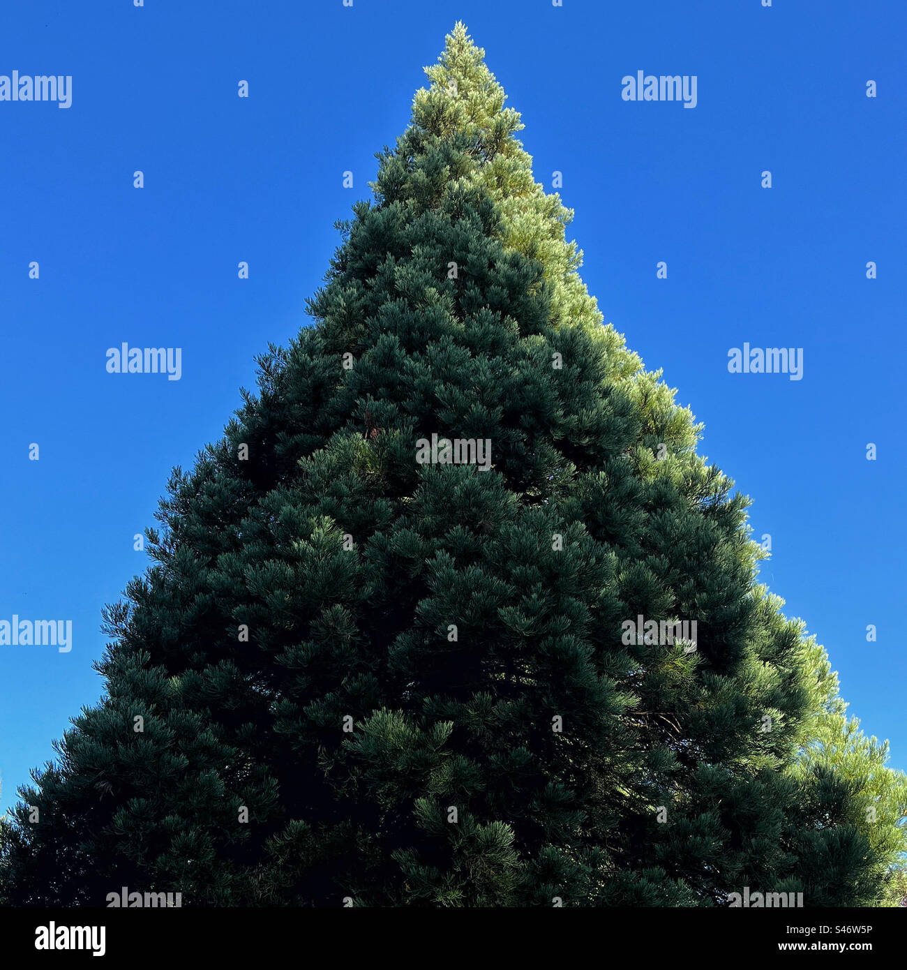 Spitze einer Kiefer mit Sonne auf einer Seite Stockfoto