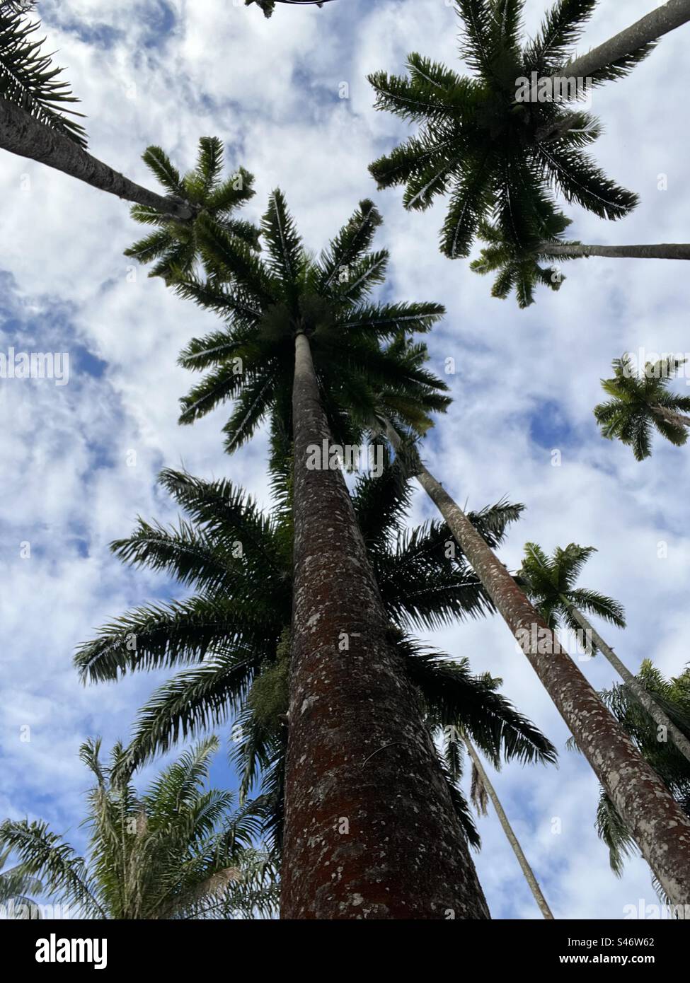 Königliche Palmen schweben in den Himmel. Stockfoto