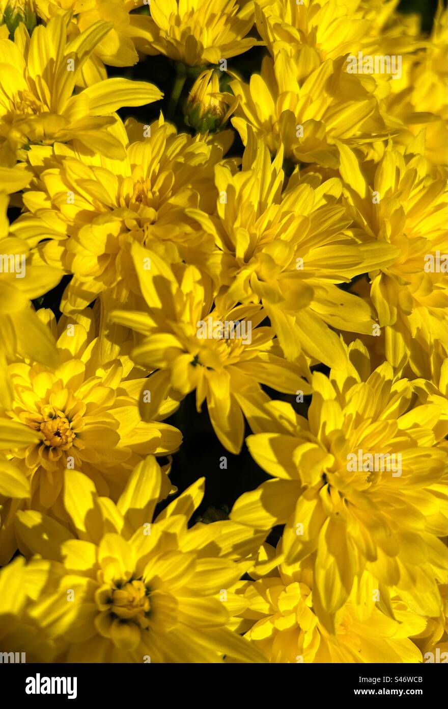 Blumenstrauß von Müttern, Blumen gelb, Nahaufnahme Stockfoto