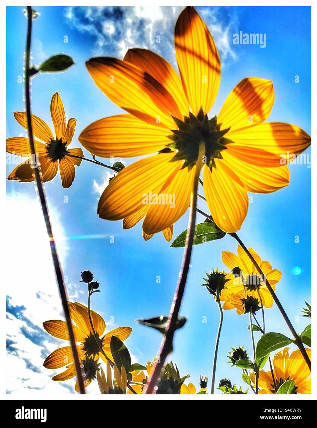 Jerusalem Artischockenblume von unten. Stockfoto
