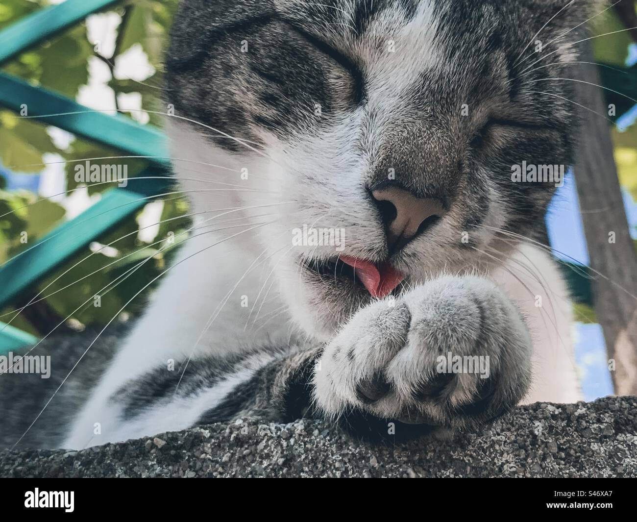 Eine Tabby & White Katze reinigt ihre Pfoten im Garten - Smartphone-aufgenommenes Stockfoto