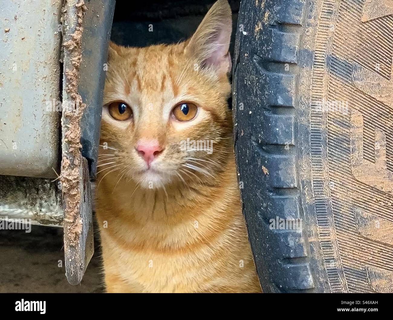 Die Ginger-Katze schaut zwischen Reifen und Radlauf eines Fahrzeugs hervor Stockfoto
