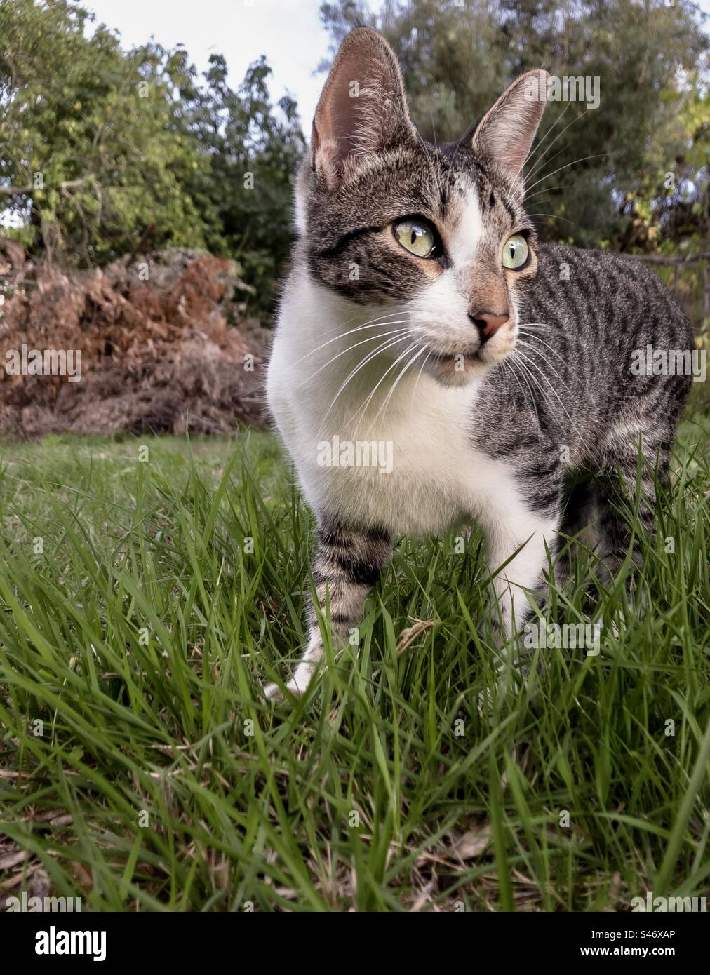Tabby und weiße Katze, die in einem grasbewachsenen Garten wachsam aussehen - Smartphone-aufgenommenes Stockfoto