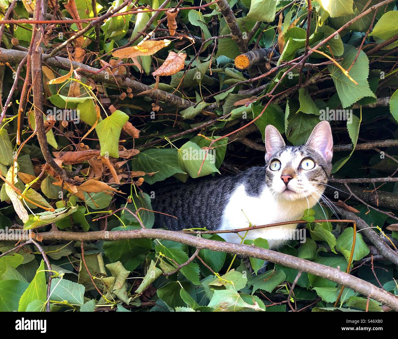 Tabby-Katze schaut aus einem Versteck in einem Verwickel aus Blättern und Ästen auf - Smartphone-aufgenommenes Stockfoto