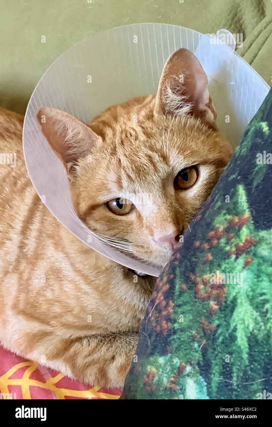 Ingwerkatze im tierärztlichen Kragen, anliegend gegen ein Kissen - Smartphone-aufgenommenes Stockfoto