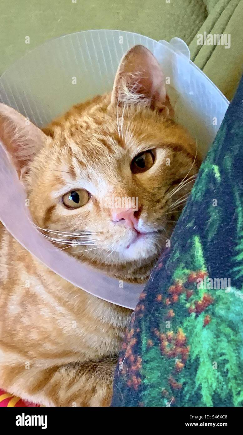 Ingwerkatze im tierärztlichen Kragen, anliegend gegen ein Kissen Stockfoto
