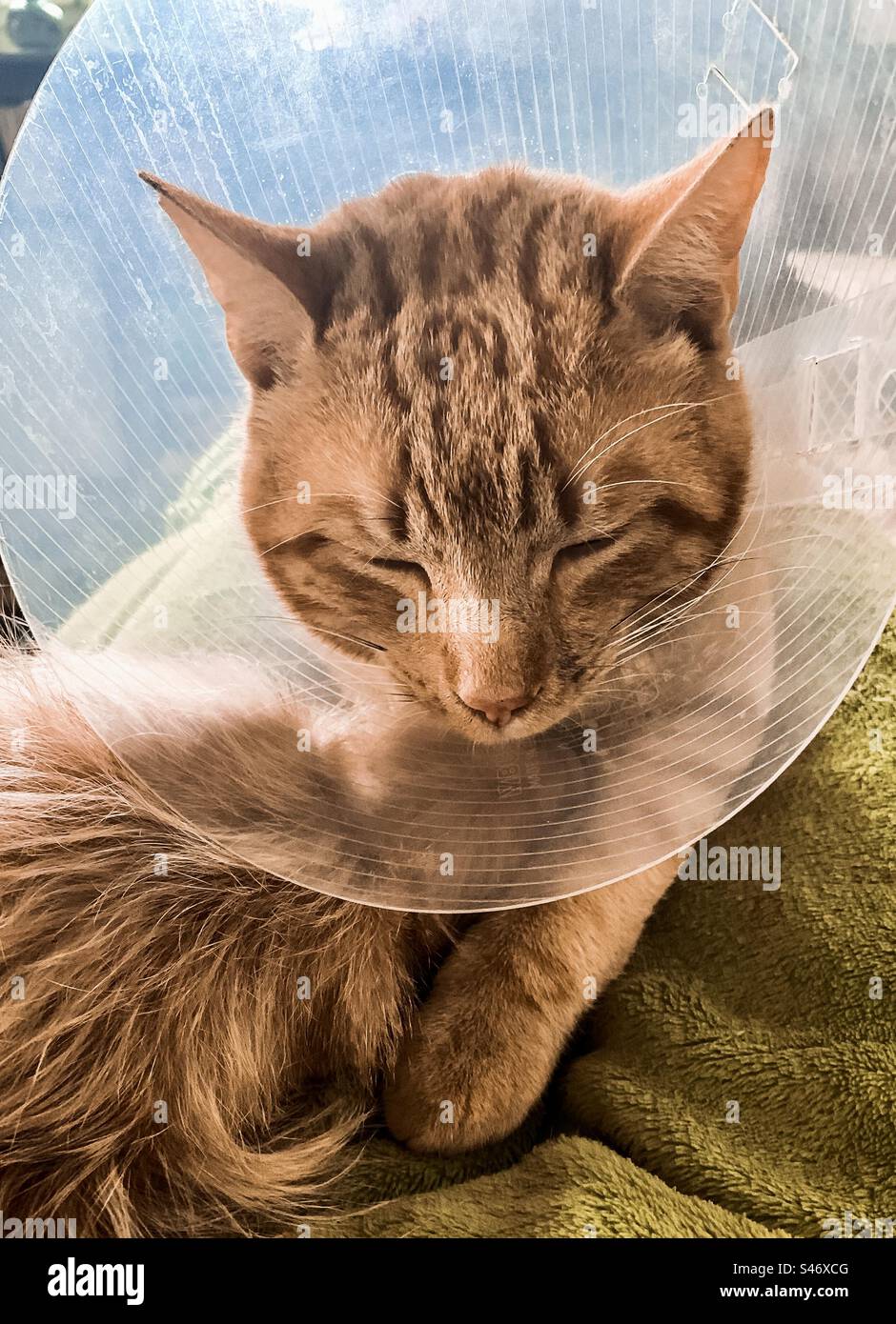 Hund nuzzles Katze im Tierhalsband Stockfoto Hund nuzzles Katze im Tierhalsband Stockfoto