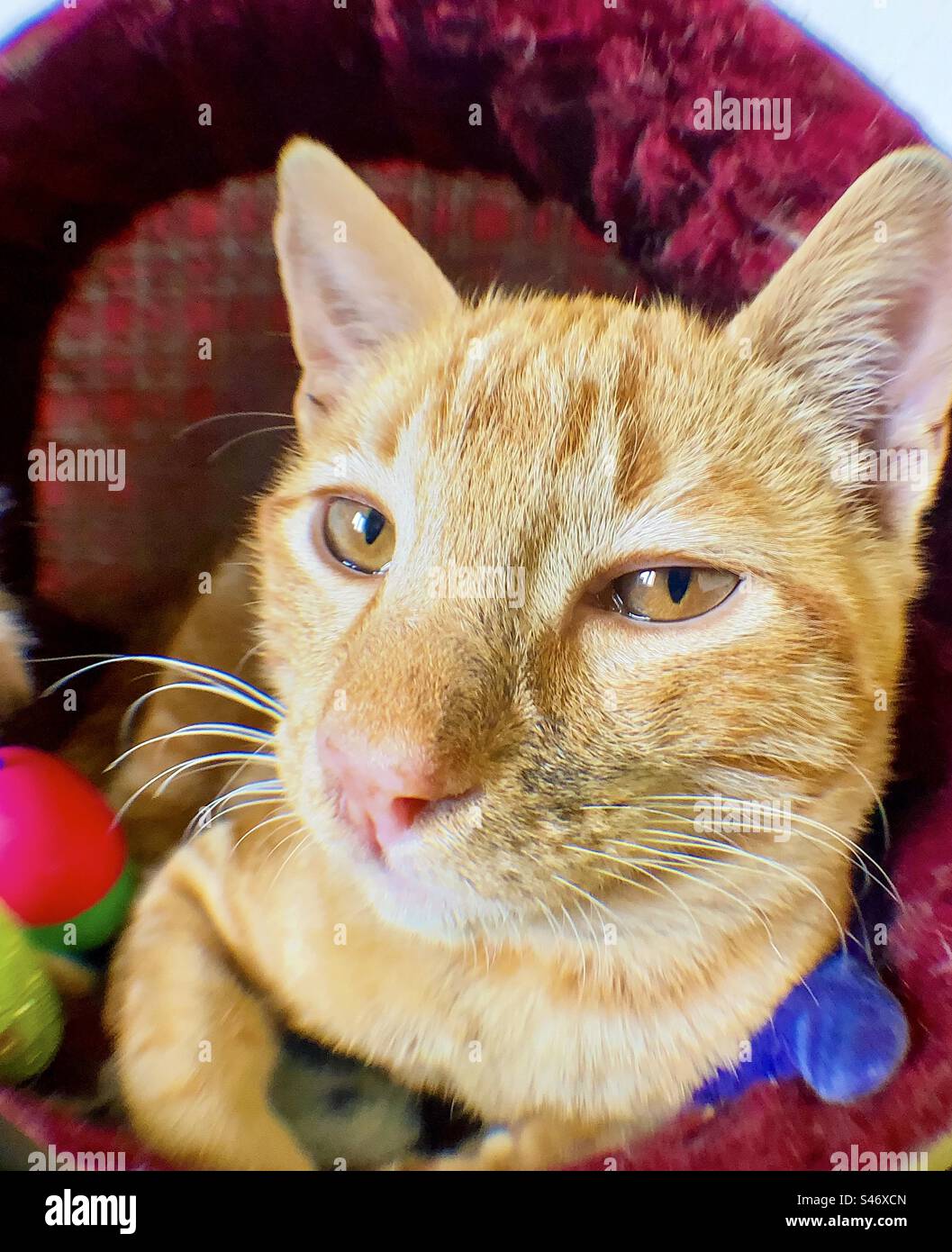 Ingwerkatze durch Fischaugenlinse gesehen Stockfoto